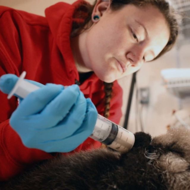 Alaska Animal Rescue