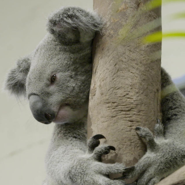 Secrets of The Zoo: Tampa