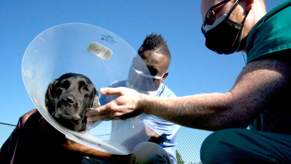 Critter Fixers: Country Vets