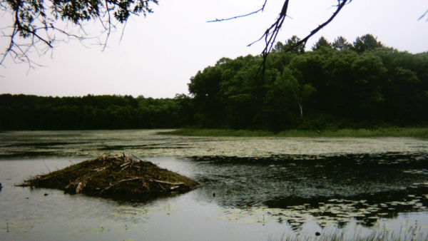 Wild Mississippi