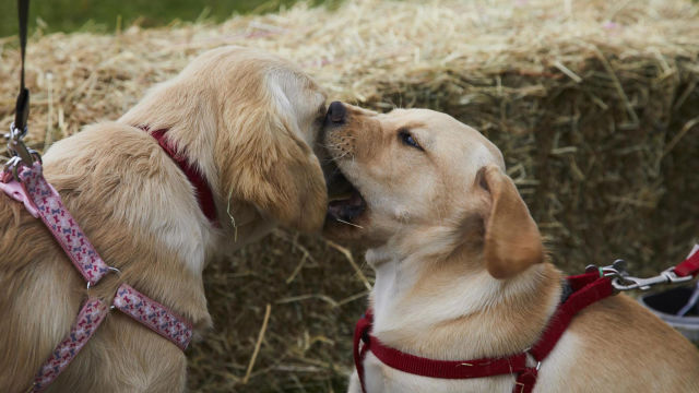 Dog Squad Puppy School