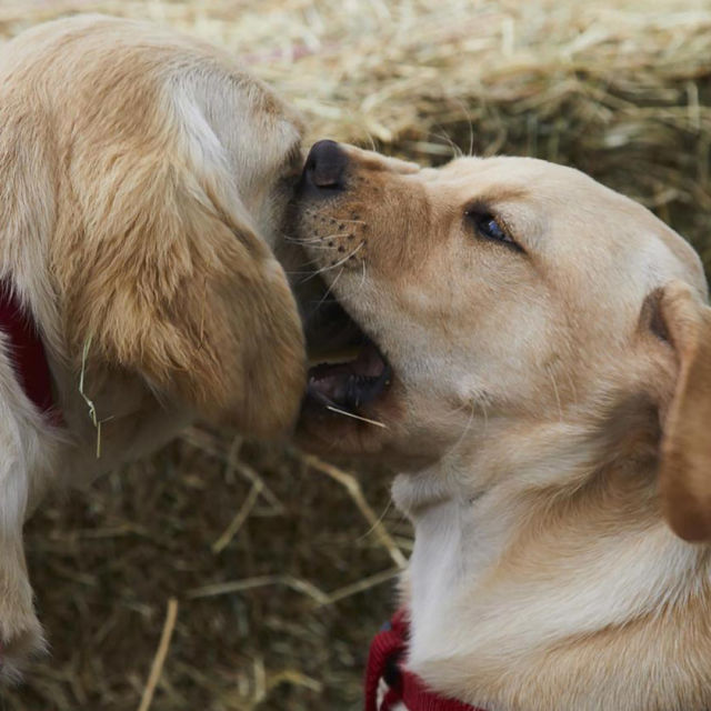 Dog Squad Puppy School