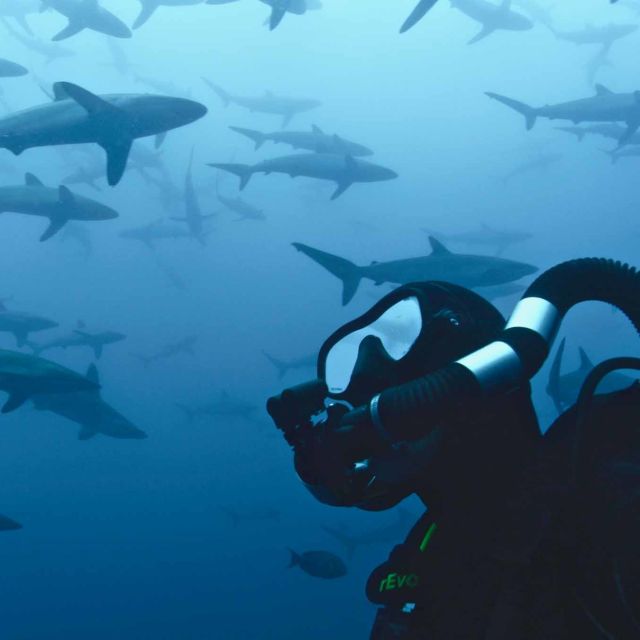 50 Shades of Sharks