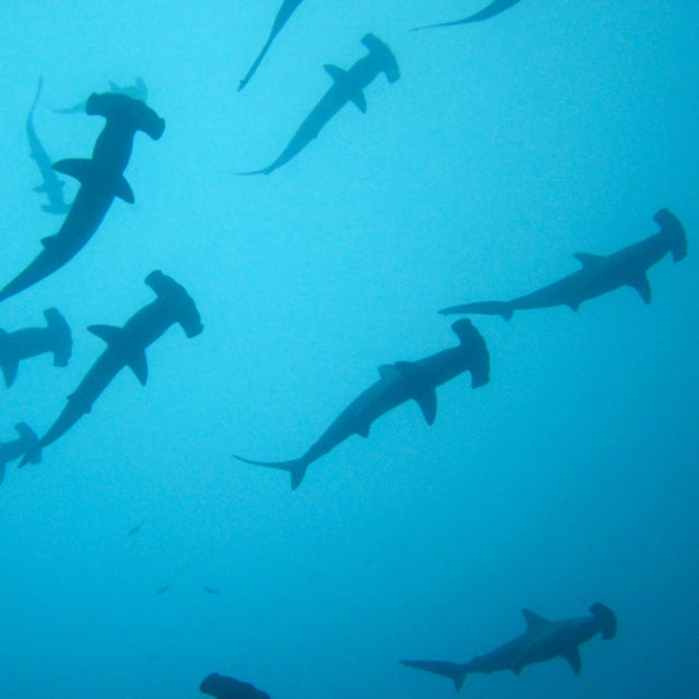 Shark Side of the Moon