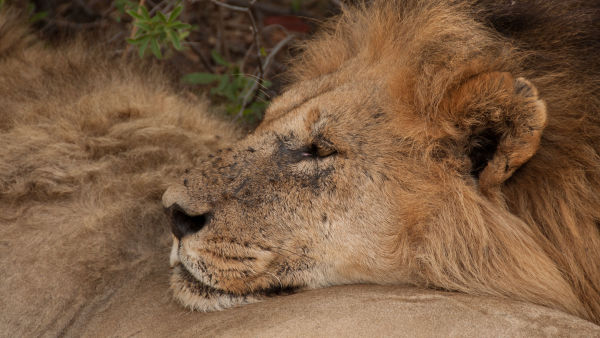 Løvebrødre: Fra unger til konger