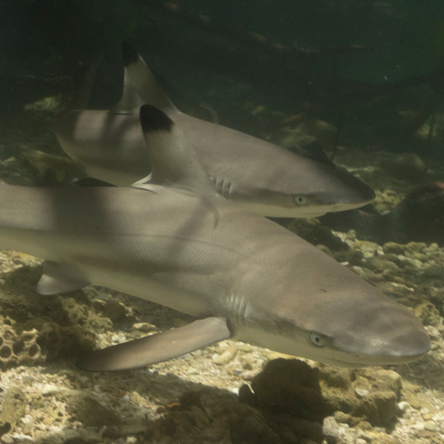 Baby Sharks