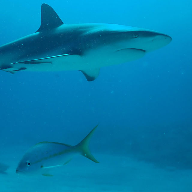 Sharks vs. Dolphins: Bahamas Battleground