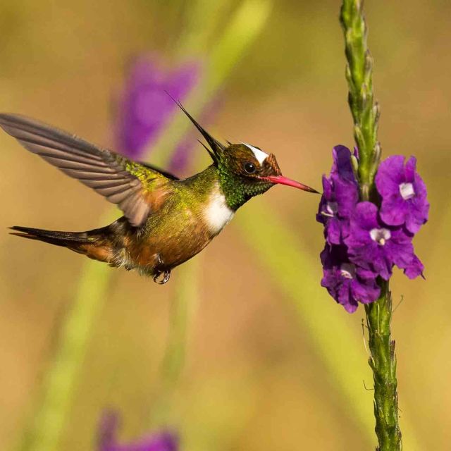 The Hummingbird Effect