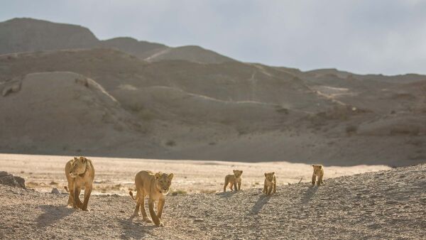 Desert Lions: Surviving At Skeleton Coast