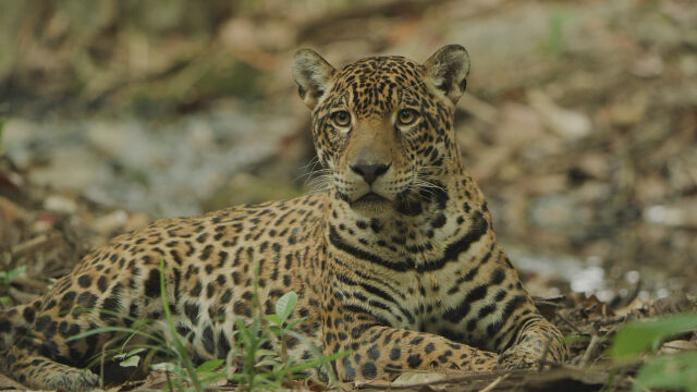 Jaguar: Jungle Icon of Guyana