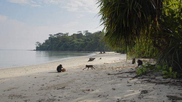 Nicobar Islands: A Monkey's Long Tale