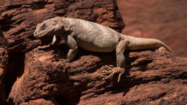 Reptile Planet