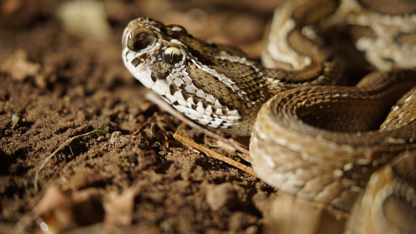 Venom Files - Anatomy of a Snake Bite