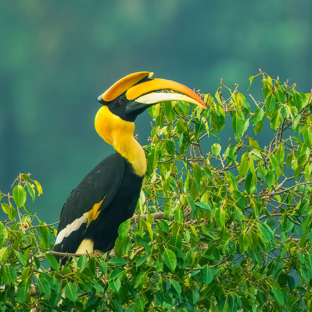 Nilgiris - A Shared Wilderness