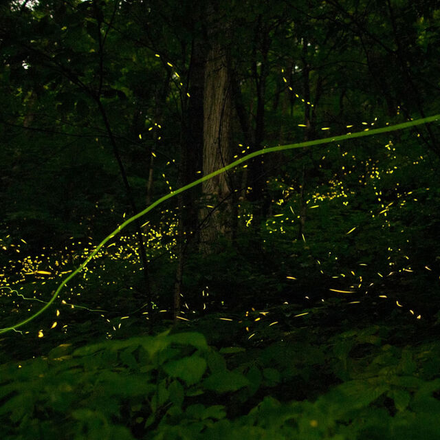 Nature's Glow