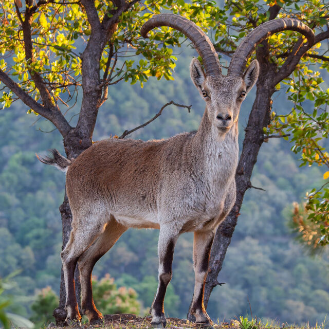 Gredos - King of the Mountains