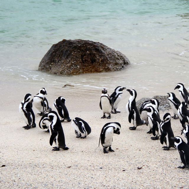 Født i Afrika: Livets syklus