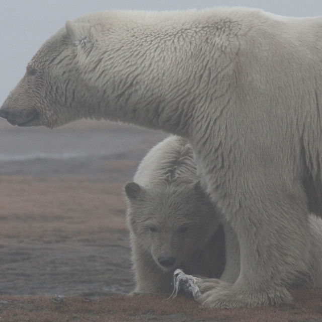 Ville Alaska: Arktisk sommer