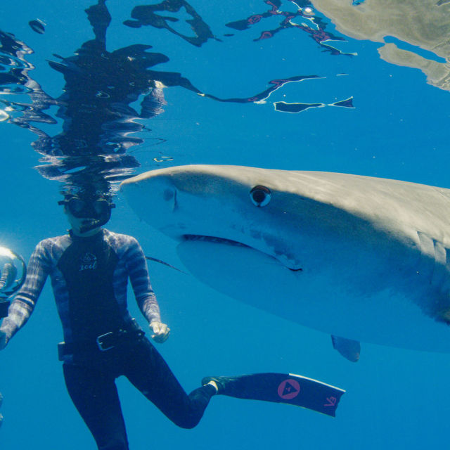 World's Biggest Tiger Shark?