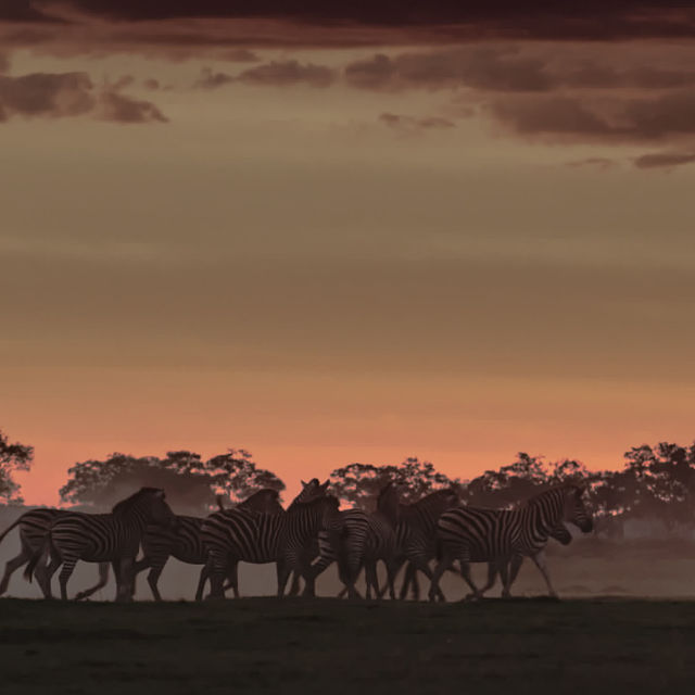 Afrikas dødeligste: Botswana