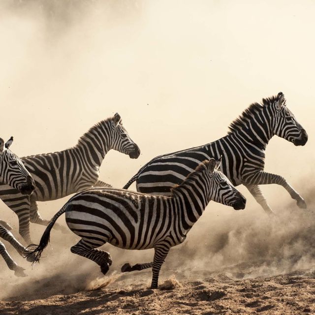 Hostile Planet: Afrika