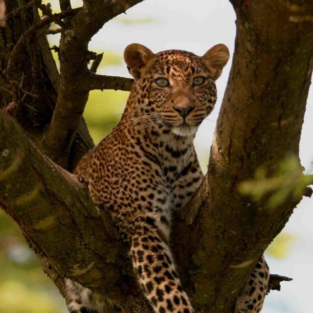 Den grønnøyde leoparden