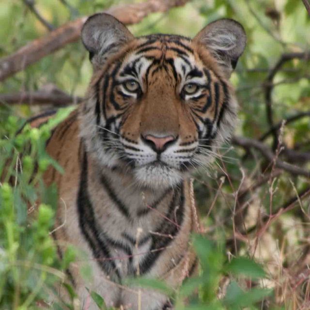 Tigerdronningen i Taru