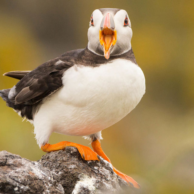 Ville Storbritannia: Dyrefortellinger