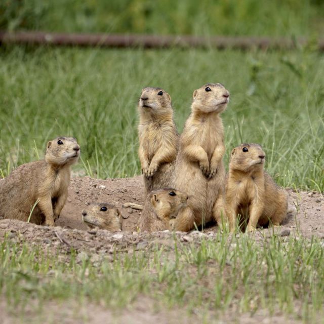 Præriehundenes rike