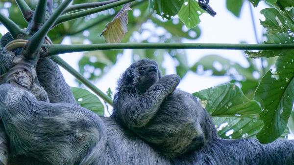 South America's Weirdest Animals