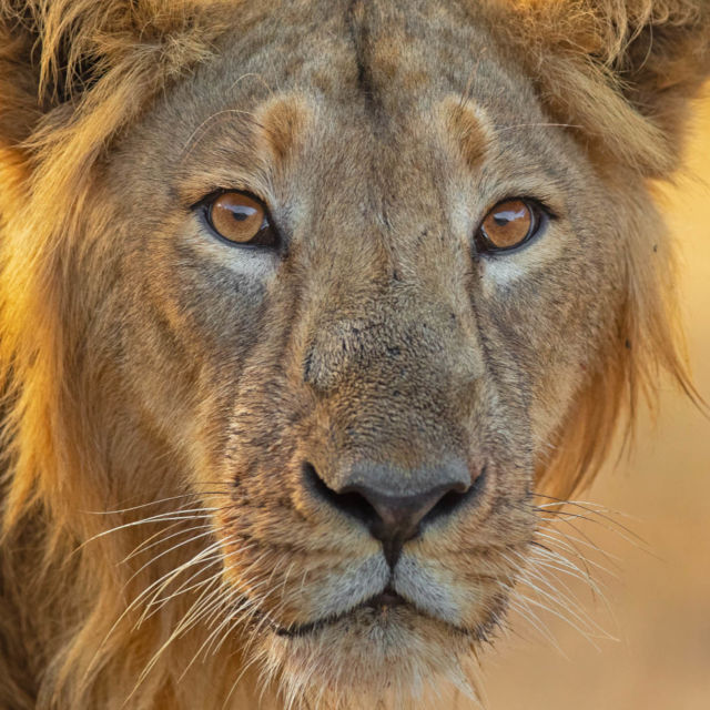 The Lion Pride Next Door