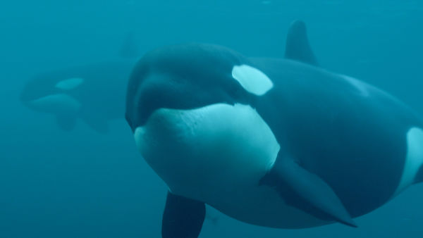The Secret Life of Orcas