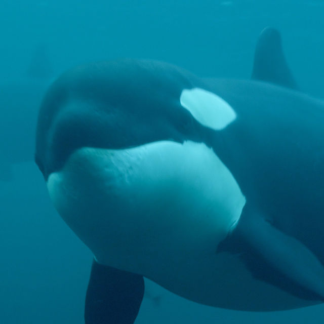 The Secret Life of Orcas