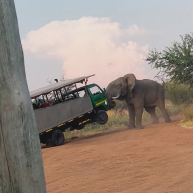 Close Encounters of the Wild Kind