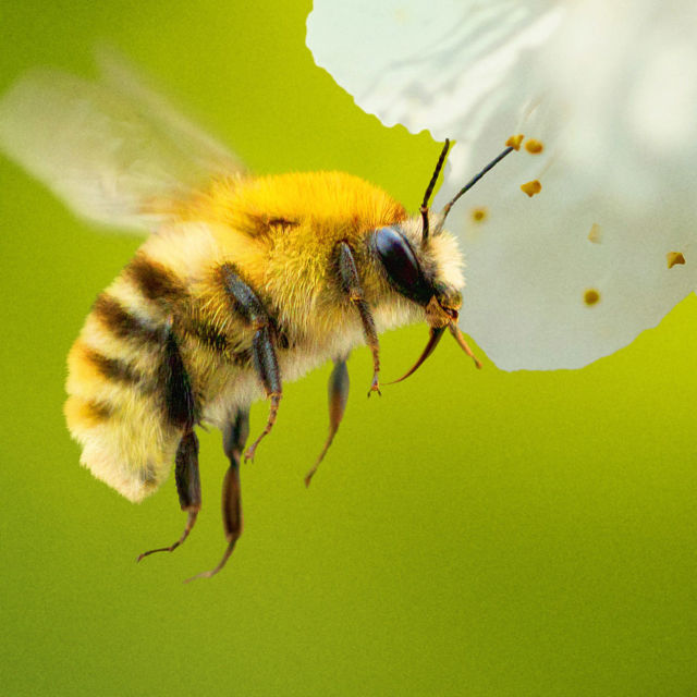 Secrets of the Bees