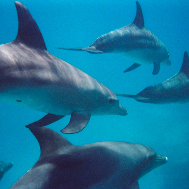 Verdens farligste: Kjever og synder