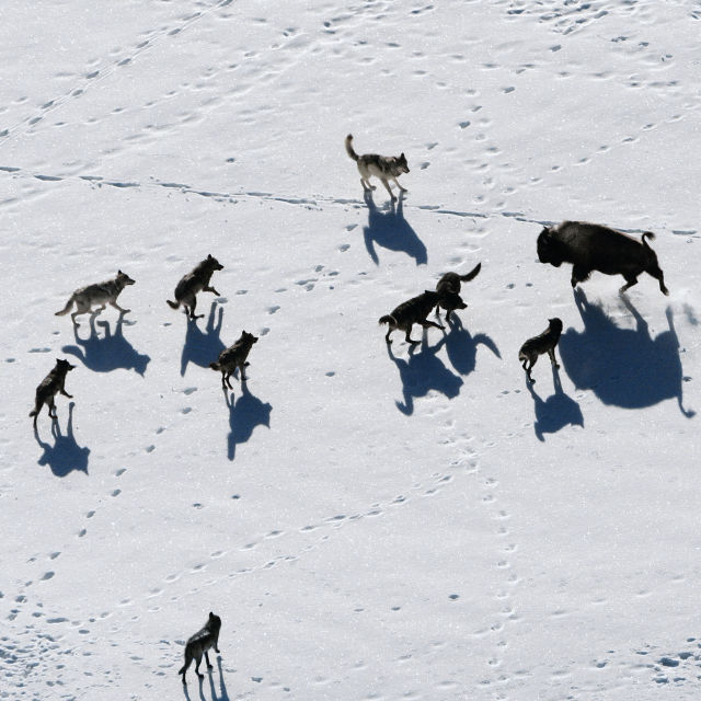 Ulvedynastiet i Yellowstone