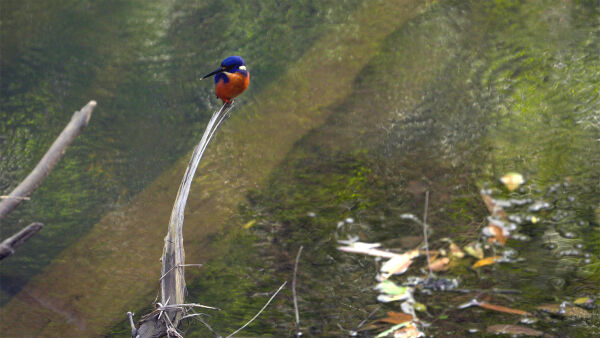 Extraordinary Australia: Season 1