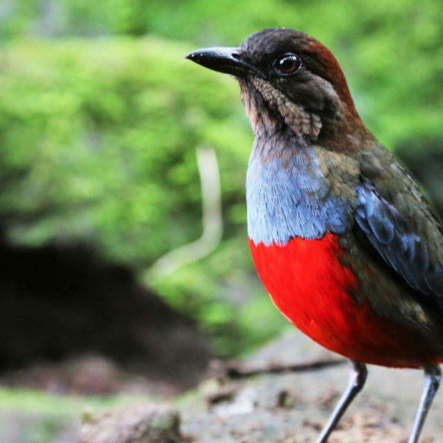 Utemmede Filippinene