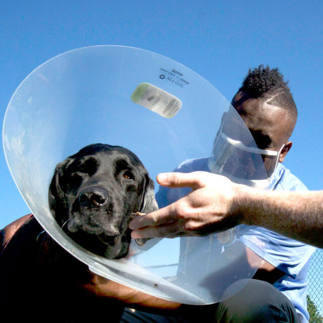 Dyrefikserne: Landsbygdas veterinærer