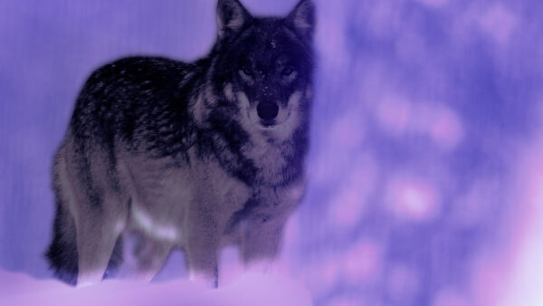 Wild, Smart and Deadly