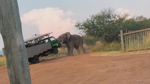 Close Encounters of the Wild Kind