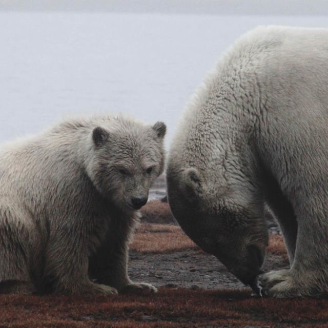 Dzika Alaska