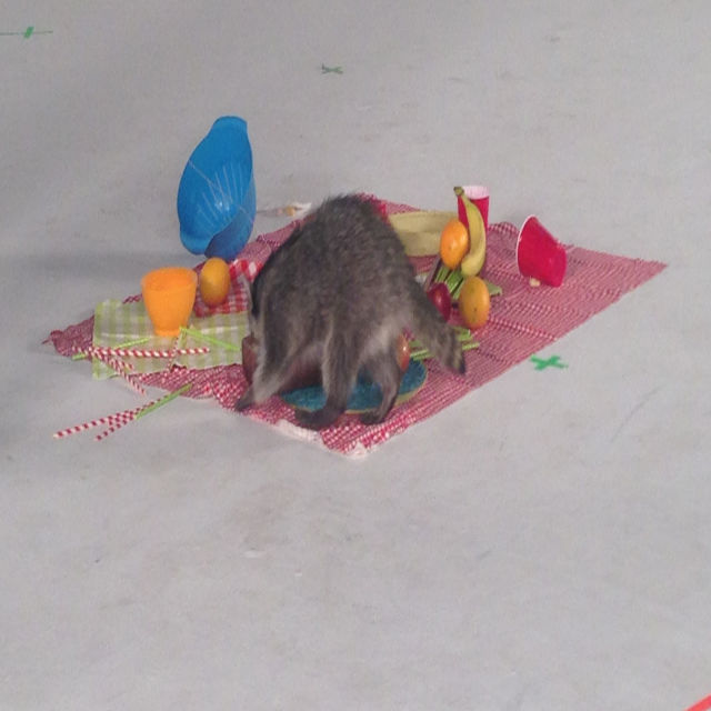 Zabójcze strategie wielkich kotów