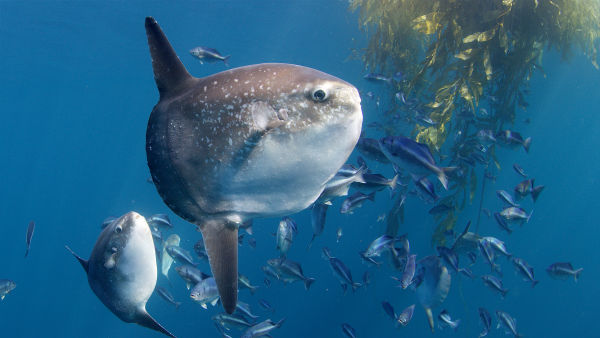Mądrość oceanu