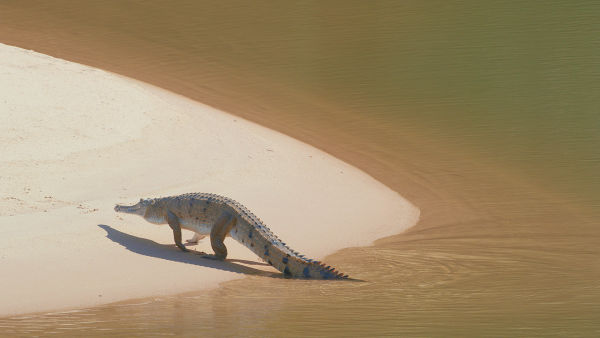 Dzikie lasy Australii