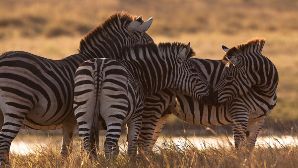 Kalahari: podziemne życie pustyni
