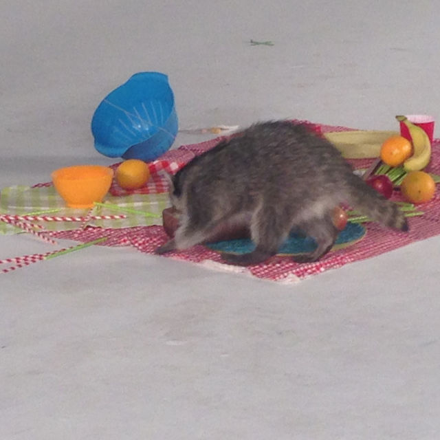 Zabójcze strategie wielkich kotów