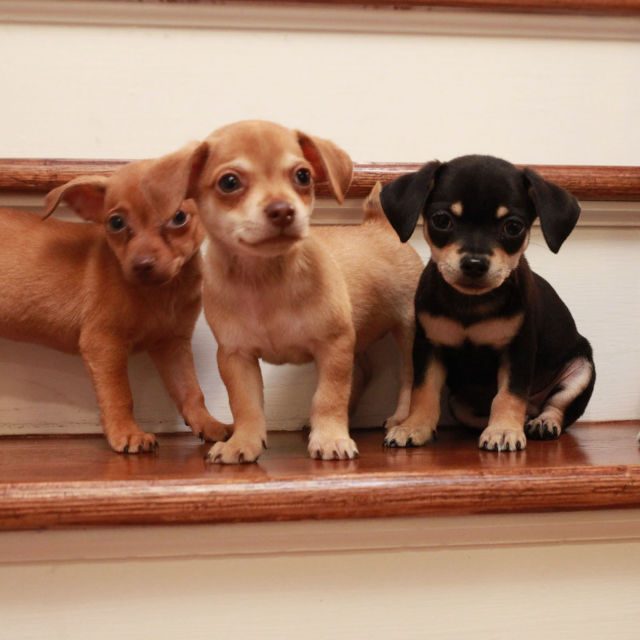 Psiaki w wielkim świecie