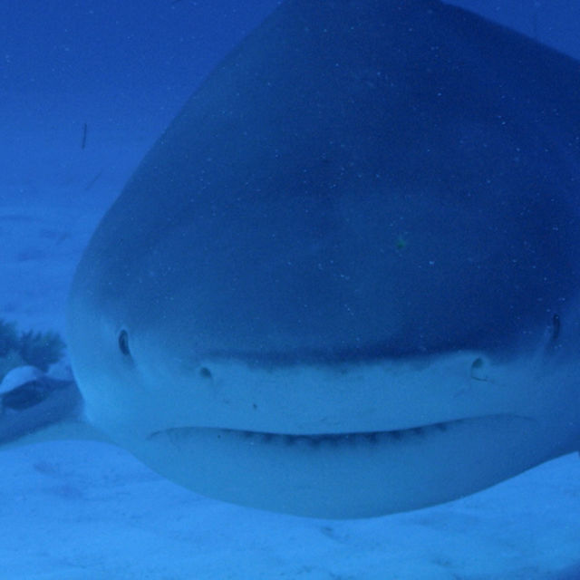 Atak żarłacza tępogłowego